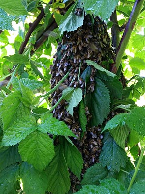 Bienen-Schwarm